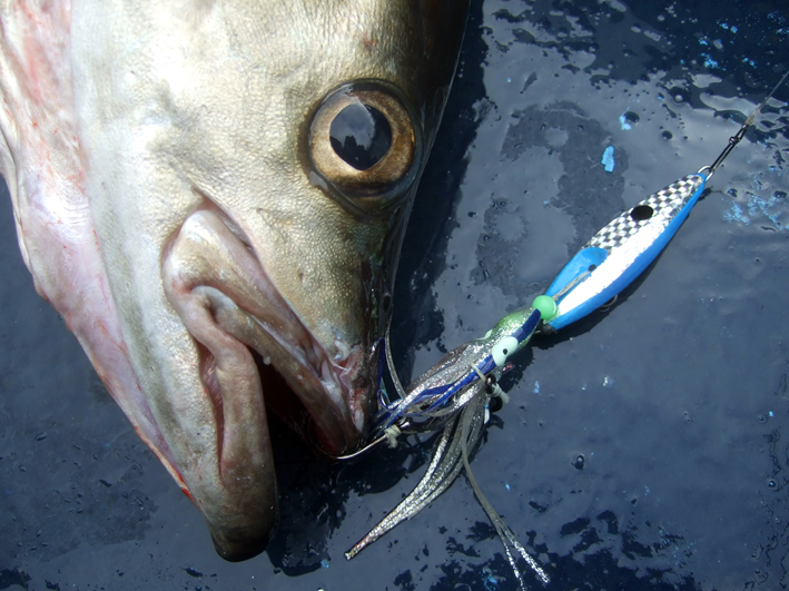 Фото рыбы минтай с головой живой в воде